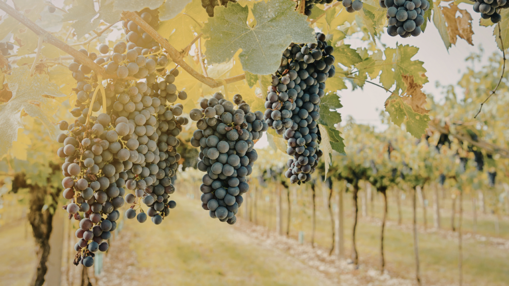 Viñas