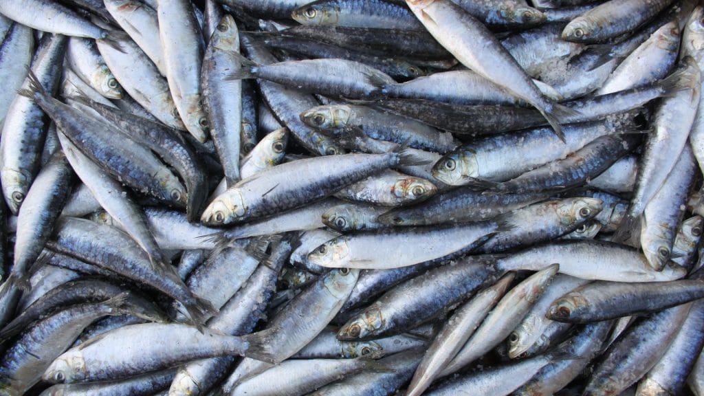 Sardinas frescas